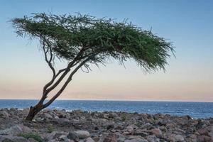 panorama view of sunset in desert near lonely tree on coast of sea photo