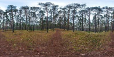 panorama hdri esférico completo vista en ángulo de 360 grados en el sendero para peatones y carril para bicicletas en el bosque de pinos en clima nublado en proyección equirectangular. contenido vr ar foto