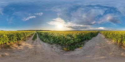 panorama esférico completo sin costuras 360 por 180 grados de ángulo de visión en camino de grava entre campos de girasoles en la soleada tarde de verano en proyección equirectangular, skybox vr ar contenido de realidad virtual foto