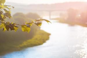 a branch of linden in the foreground in the background a blurred bridge and a wide river photo