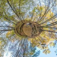 tiny planet transformation of spherical panorama 360 degrees. Spherical abstract aerial view in autumn forest with clumsy branches in gold autumn. Curvature of space. photo