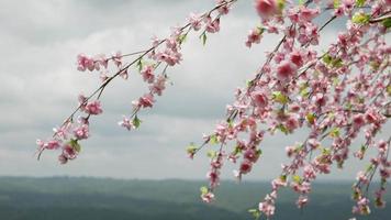 Cherry blossom tree with blue sky video