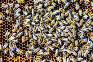 swarm of bees on honeycomb frames  in apiary photo