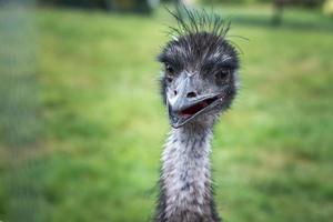 close-up head of an ostrich with an open beak photo