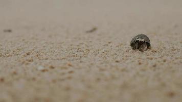 close-up de um pequeno caranguejo eremita sai da concha rastejando na praia quando começa a chuviscar, ilha de phuket tailândia video