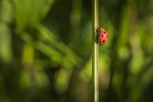 Close up of ladybug crawling on grass photo