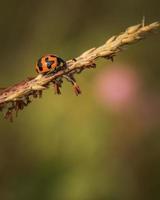 Close up of ladybug spotted on grass photo