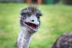 close-up head of an ostrich with an open beak photo