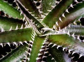 textura detallada y espinas en el borde de las hojas de bromelia foto