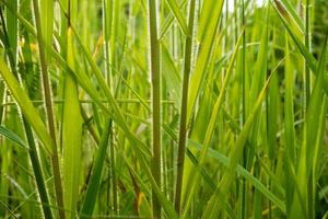 Freshness grass blade in the countryside photo