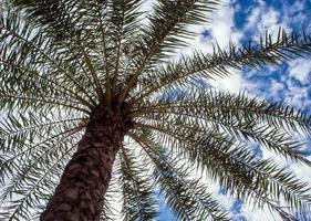 bajo la luz del sol de la palmera y el cielo azul foto