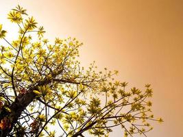 hojas de frescura en el fondo del cielo y la luz del sol foto