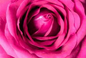 color dulce de rosa rosa, color romántico fondo floral natural foto