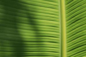 Green banana leaf details with natural patterns and veins form the veins that nourish the leaves to be beautiful and stand out naturally on a sunny blue day. photo