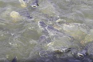 Pangasius - vying for food in the river, it is a large number of fish that feed for survival as a freshwater fish, a tasteless fish, a game fish for anglers found in the freshwaters of Thailand. photo