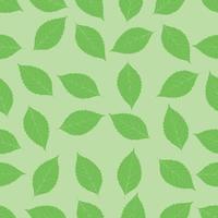 transparente con hojas de abedul verde