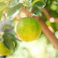 Fresh ripe tangerine mandarin orange on the tree in the orange garden orchard. photo