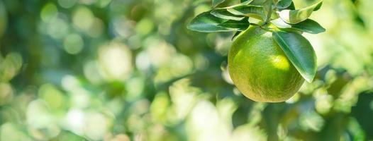 Fresh ripe tangerine mandarin orange on the tree in the orange garden orchard. photo