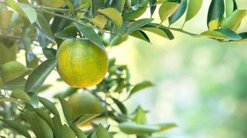 Fresh ripe tangerine mandarin orange on the tree in the orange garden orchard. photo