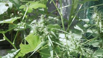 pianta di germogli di cannabis di canapa. fiore di marijuana femminile in fiore e foglie in crescita video