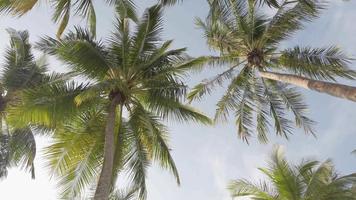 vue sur les cocotiers contre le ciel près de la plage sur l'île tropicale. cocotier dans le ciel du lever du soleil du matin video