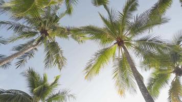vista de coqueiros contra o céu perto da praia na ilha tropical. coqueiro no céu do nascer do sol da manhã video