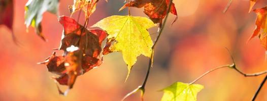 Close up of beautiful maple leaves isolated on bokeh blurry background in autumn season. photo