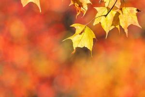 primer plano de hermosas hojas de arce aisladas sobre fondo borroso bokeh en la temporada de otoño. foto