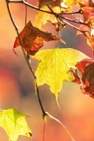 Close up of beautiful maple leaves isolated on bokeh blurry background in autumn season. photo