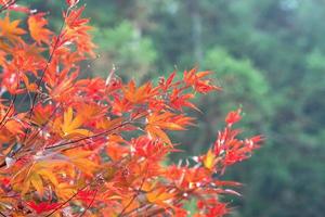 Close up of beautiful maple leaves isolated on bokeh blurry background in autumn season. photo