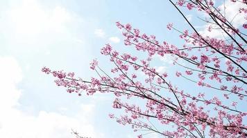 Beautiful pink Prunus cerasoides - Sakura of Thailand - blooming season with blue clear sky background in Doi Ang Khang Chiangmai Thailand video