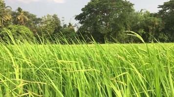 Green rice field with wind blow - beautiful of local nature relax calm peaceful meditation concept video