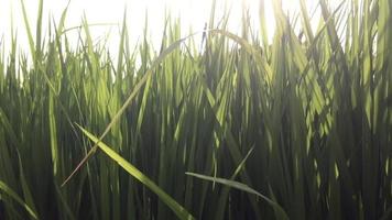 grünes reisfeld mit windschlag - schön von der lokalen natur entspannen sie sich ruhig friedliches meditationskonzept video