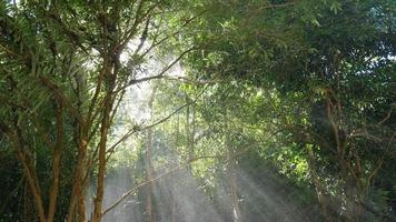 Nebelnebel Wasserdampf aus Wasserfall mit Baumwald und Sonnenstrahlmorgen - erfrischen Sie sich, entspannen Sie sich friedlich Meditation Natur Wasser Hintergrundkonzept video