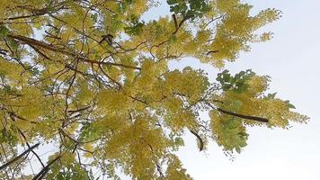 fiore giallo in fiore nella stagione calda simbolo del festival di Songkran a chiang mai thailandia - bella natura nel concetto di festival gioioso video