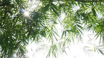 Green waving bamboo leaves by wind blow over white cloud sky background - natural relax background concept video