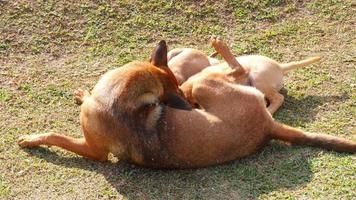 schöne babyhunde, die milch von ihrer mutter essen, einheimische hunde aus thailand video