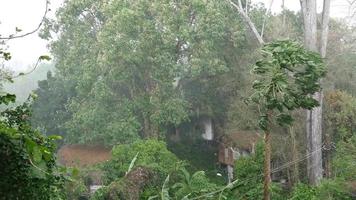 Strong wind and rain blowing big green tree in bad weather video