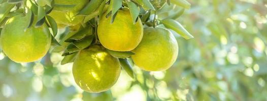 Fresh ripe tangerine mandarin orange on the tree in the orange garden orchard. photo