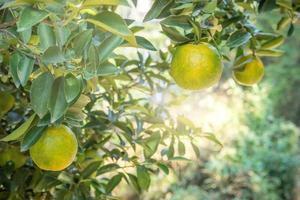 Fresh ripe tangerine mandarin orange on the tree in the orange garden orchard. photo