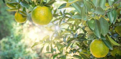 Fresh ripe tangerine mandarin orange on the tree in the orange garden orchard. photo