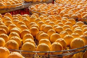 Making process of sun exposuring dried persimmon in a sieve in autumn. photo