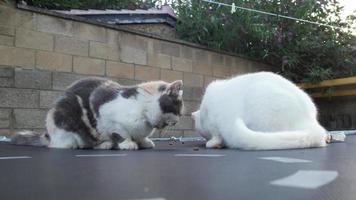 2 cats are eating food in the home garden on a hot summer day video