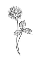 ilustración dibujada a mano de trébol. boceto vectorial botánico. flor de garabato. gráfico de flores. tinta de plantas vector