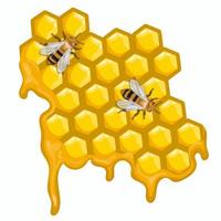 Two bees are sitting on honeycombs. Vector graphics isolated on white background.
