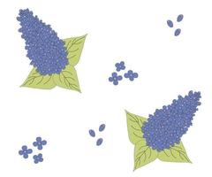 The pattern of lilac branches vector