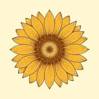 ilustración vectorial de girasol vector