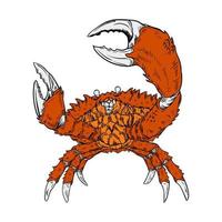 Crab vector hand drawn