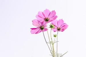 Pink cosmos flower beautiful blooming isolated on white background photo