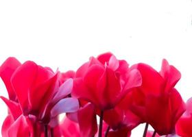 Beautiful red flowers romantic floral  on bokeh background , vintage style photo